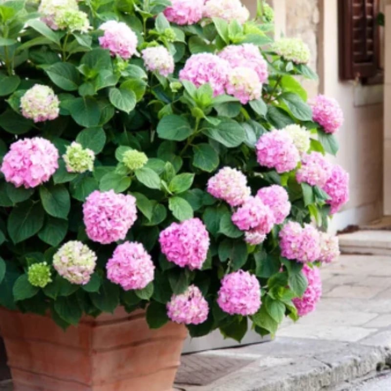 Last Day 70% OFF💐Outdoor Artificial Hydrangea Flowers