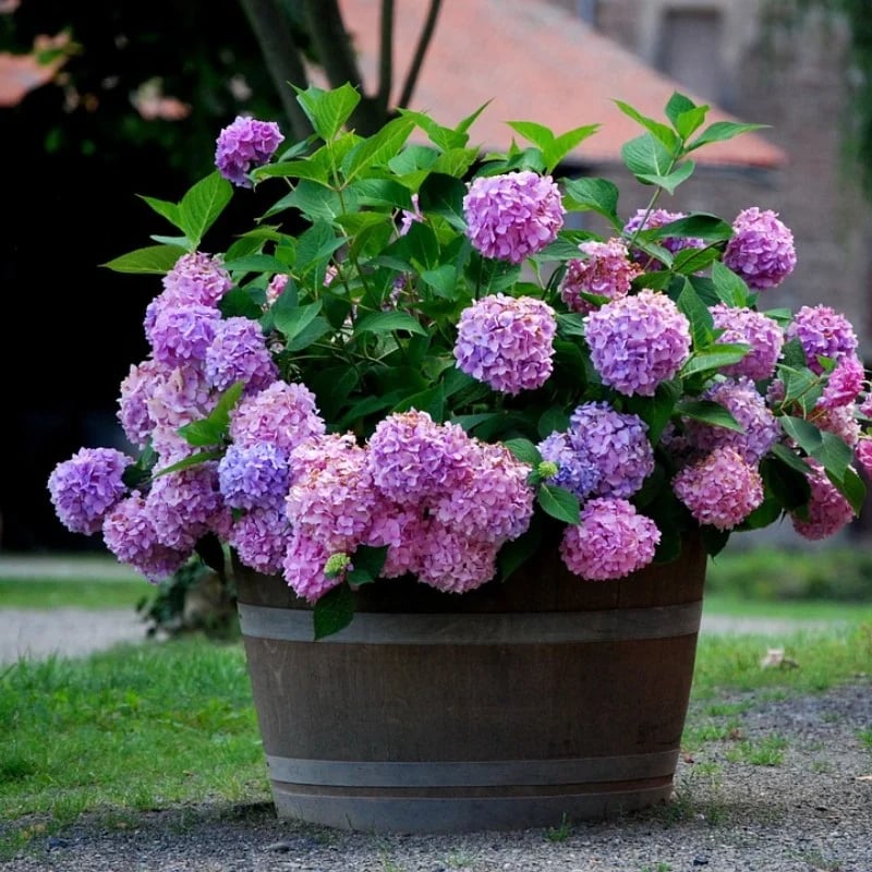 Last Day 70% OFF💐Outdoor Artificial Hydrangea Flowers