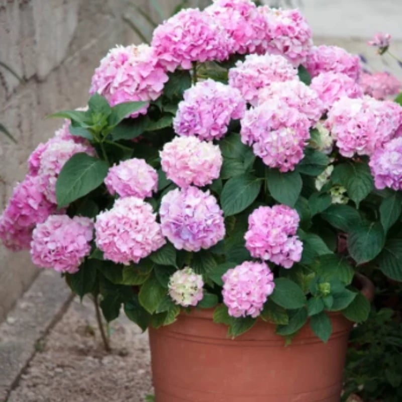 Last Day 70% OFF💐Outdoor Artificial Hydrangea Flowers