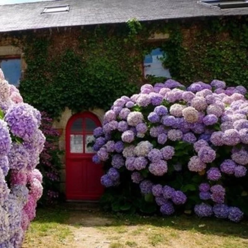 Last Day 70% OFF💐Outdoor Artificial Hydrangea Flowers