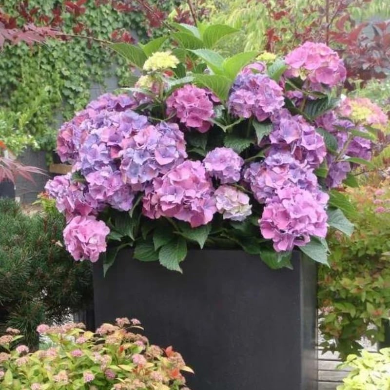 Last Day 70% OFF💐Outdoor Artificial Hydrangea Flowers