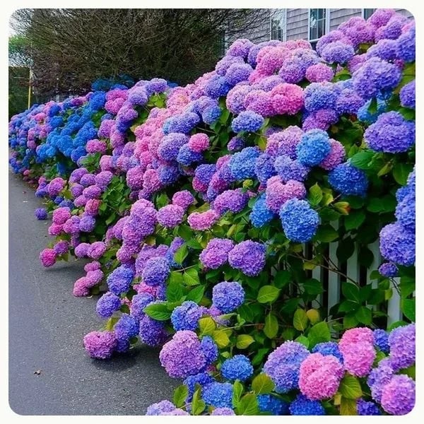 Last Day 70% OFF💐Outdoor Artificial Hydrangea Flowers