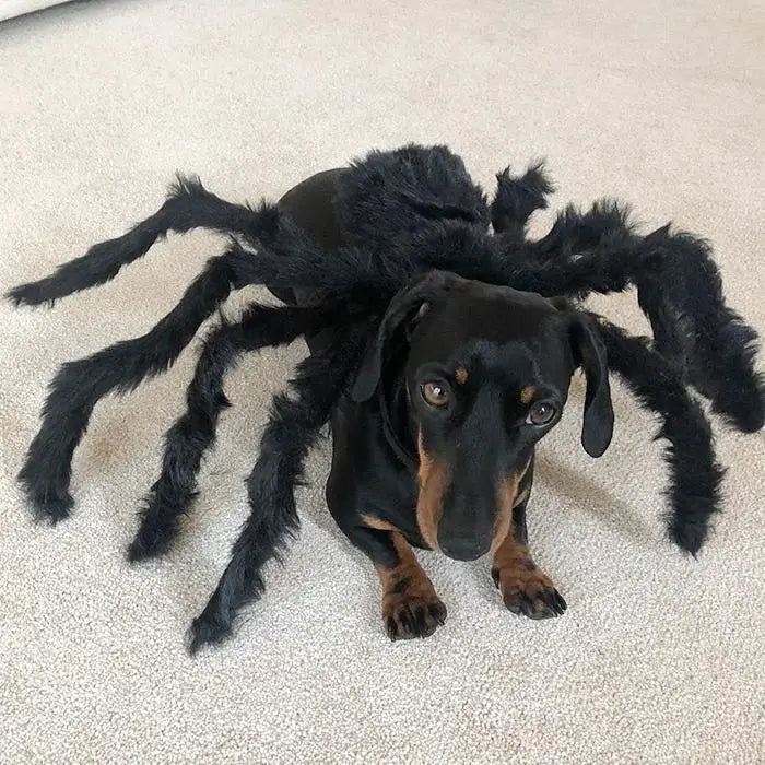 🔥Hot sale🔥Halloween Pets Spider Costume!